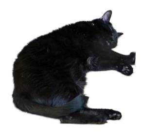 A black cat sleeping
