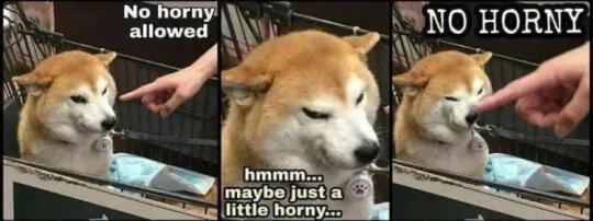 no horny allowed