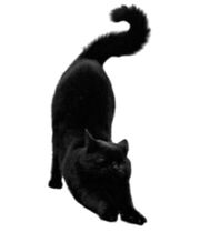 black kitty doing a big stretch